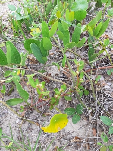 Alternanthera littoralis (Mbimbi-tongo) — photo