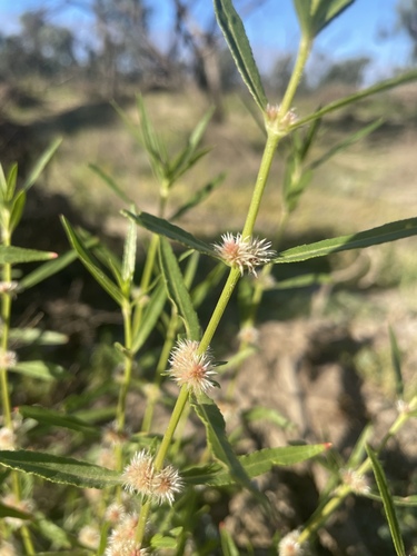 Alternanthera nodiflora (Joyweed) — photo