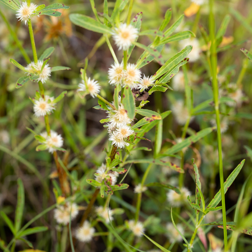 Alternanthera nodiflora (Joyweed) — photo