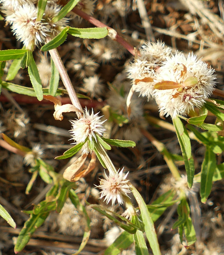 Alternanthera nodiflora