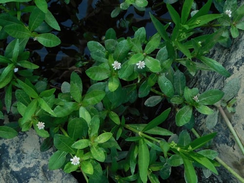 Alternanthera philoxeroides (Alligator weed) — photo
