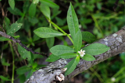 Alternanthera philoxeroides (Alligator weed) — photo