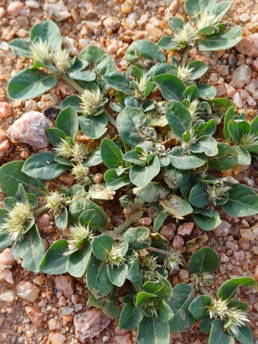 Alternanthera pungens (Khaki weed) — photo
