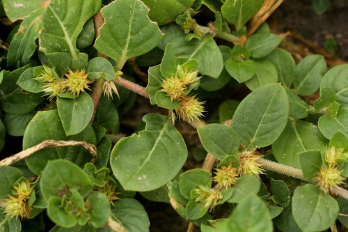 Alternanthera pungens (Khaki weed) — photo