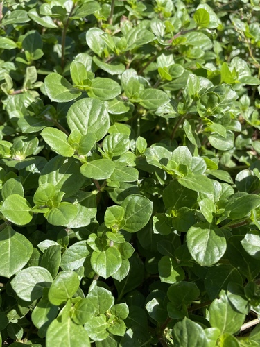 Alternanthera pungens