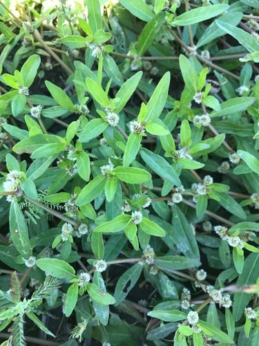 Alternanthera sessilis (Lotus-seed Herb) — photo