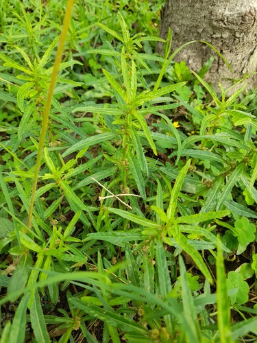 Alternanthera sessilis (Lotus-seed Herb) — photo