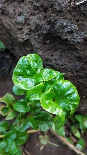 Alternanthera sissoo (Sissoo) — photo