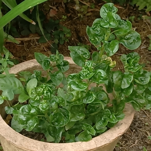 Alternanthera sissoo