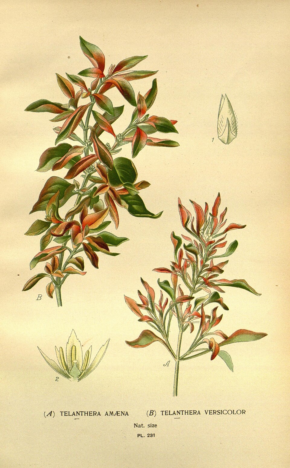 Alternanthera versicolor