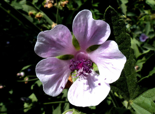 Althaea armeniaca — photo