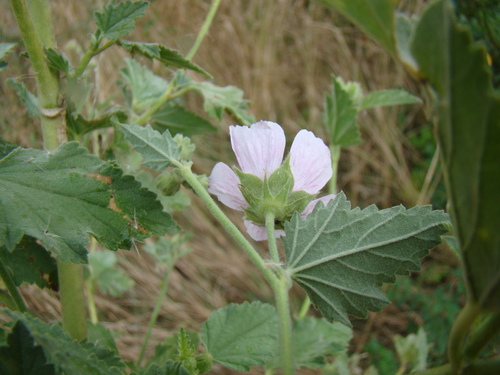 Althaea armeniaca — photo