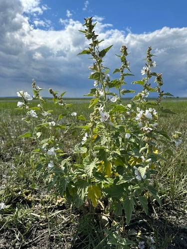 Althaea officinalis (Marsh mallow) — photo