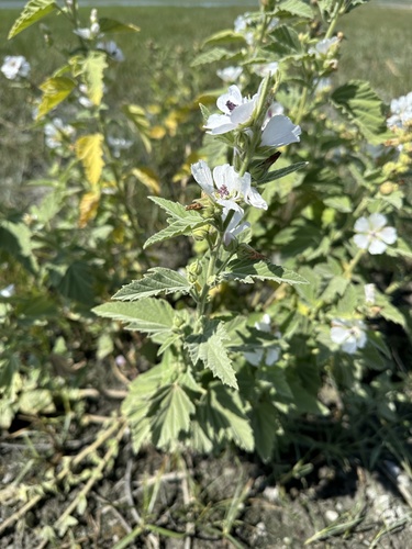 Althaea officinalis (Marsh mallow) — photo