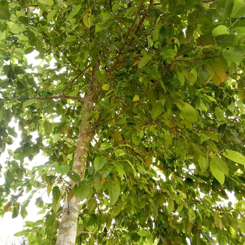 Altingia excelsa (Rasmala) — photo