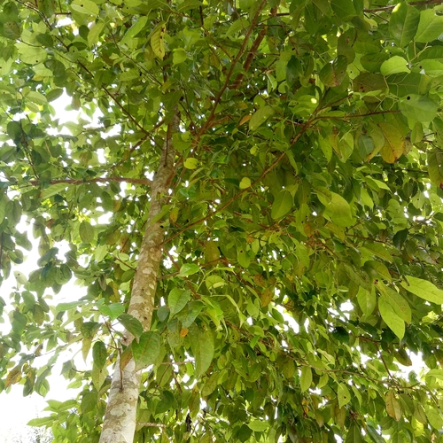 Altingia excelsa (Rasmala) — photo
