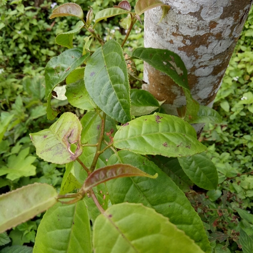 Altingia excelsa