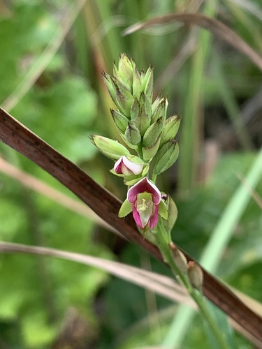 Alysicarpus rugosus (Rough chainpea) — photo