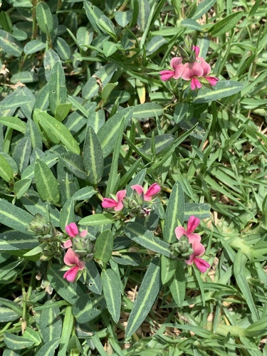 Alysicarpus rugosus (Rough chainpea) — photo