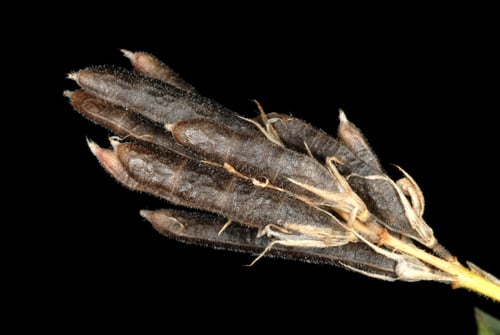 Alysicarpus vaginalis (Alyce) — photo