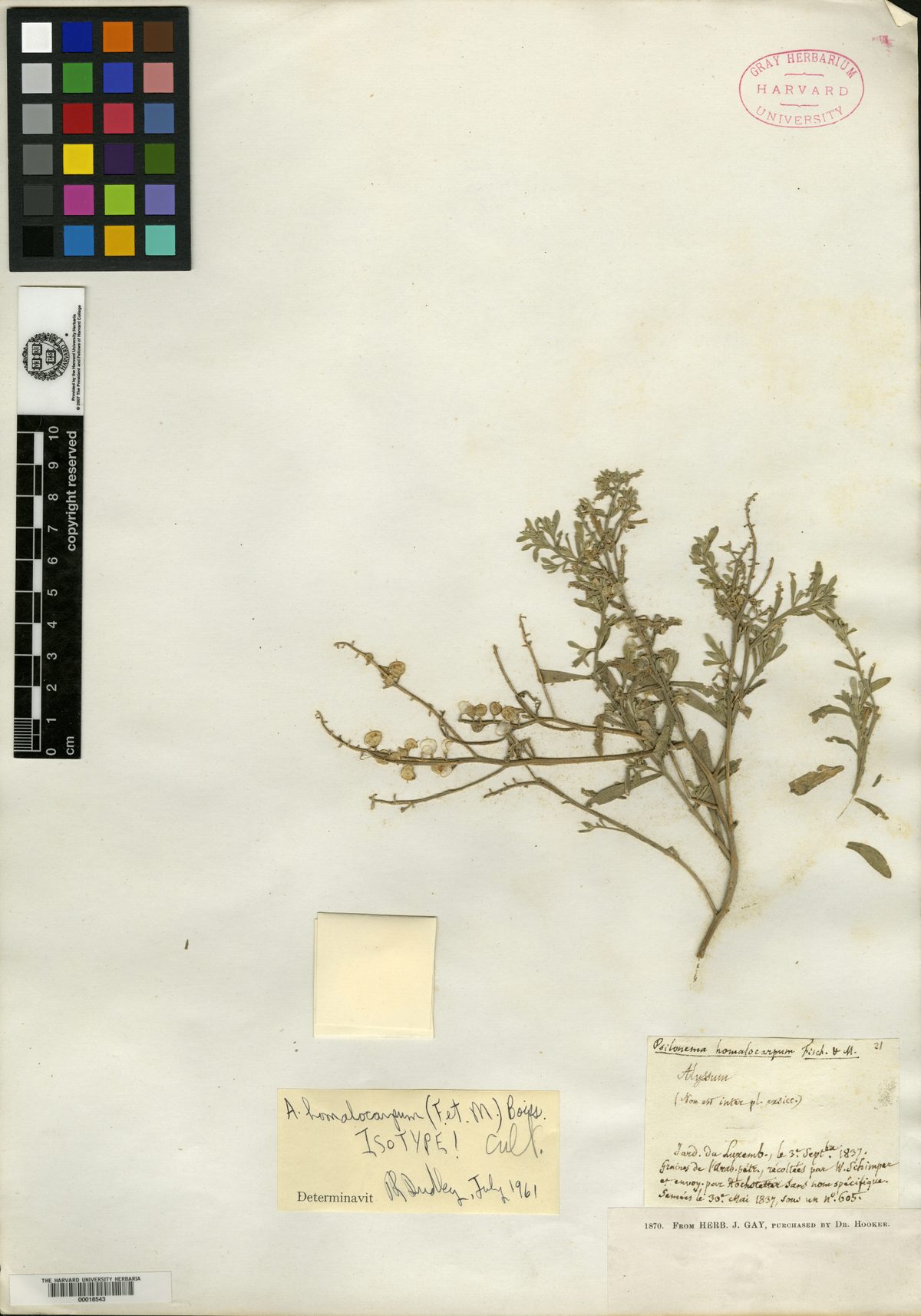 Alyssum homalocarpum