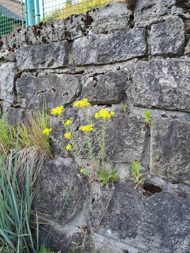Alyssum murale — photo