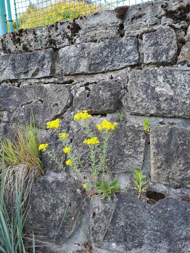 Alyssum murale — photo
