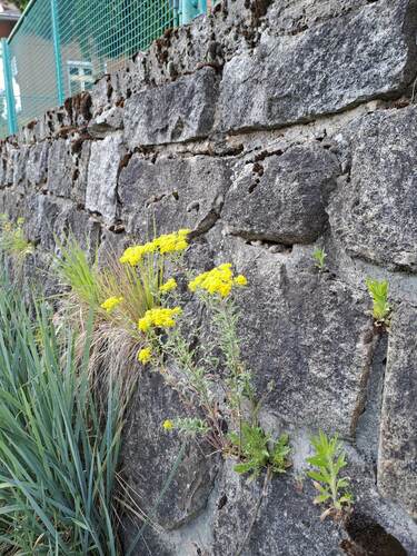 Alyssum murale