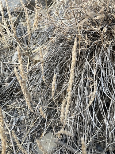Alyssum strictum — photo