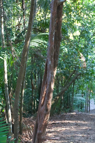 Amaioua corymbosa (Wild coffee) — photo