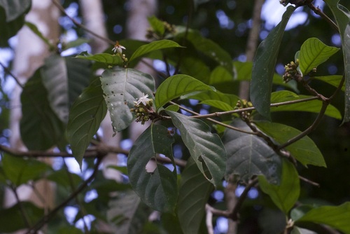 Amaioua corymbosa (Wild coffee) — photo