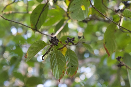 Amaioua corymbosa