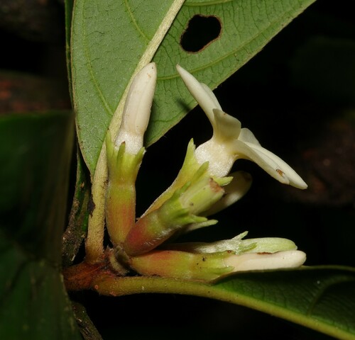 Amaioua guianensis (Amaina) — photo