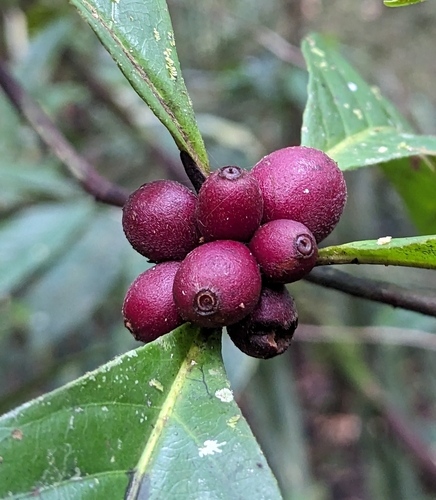 Amaioua guianensis (Amaina) — photo