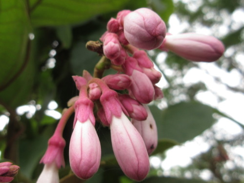 Amalocalyx microlobus (Maxinha) — photo