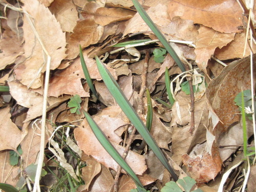 Amana edulis (Edible tulip) — photo