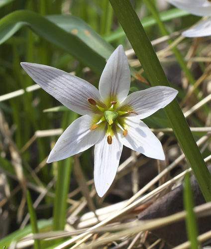 Amana edulis (Edible tulip) — photo