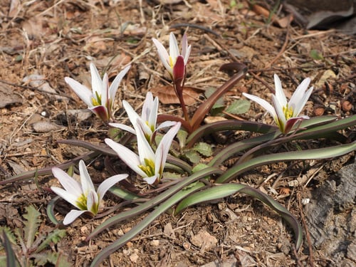 Amana edulis