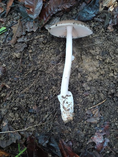 Amanita angustilamellata
