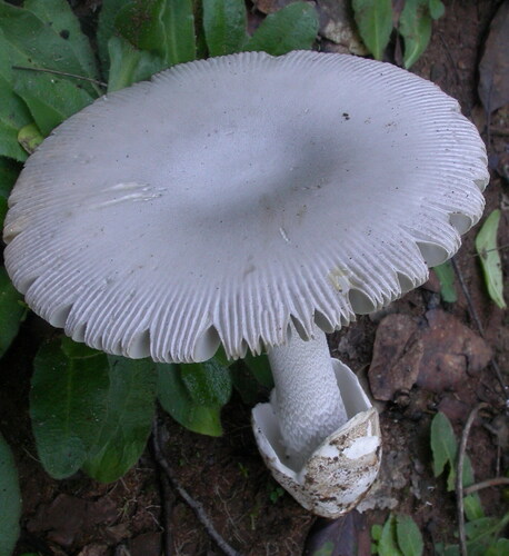 Amanita argentea (Buyuk melek mantari) — photo