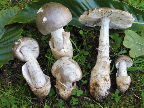 Amanita argentea (Buyuk melek mantari) — photo