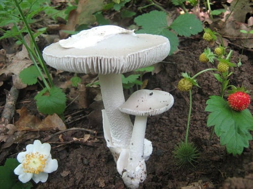 Amanita argentea