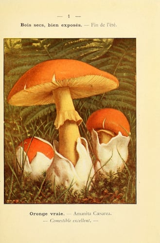 Amanita caesarea — photo 2