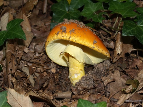 Amanita caesarea — photo 3