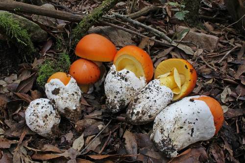 Orange mushroom