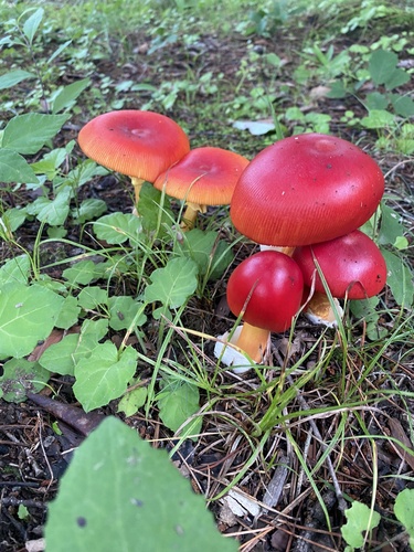 Amanita caesareoides — photo