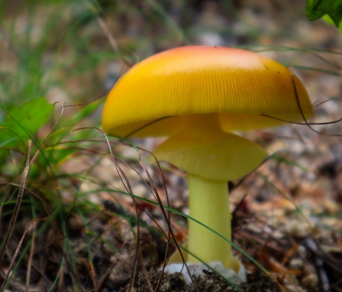 Amanita caesareoides — photo