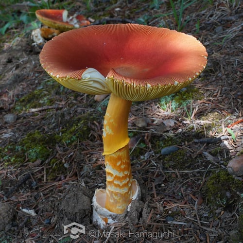 Amanita caesareoides