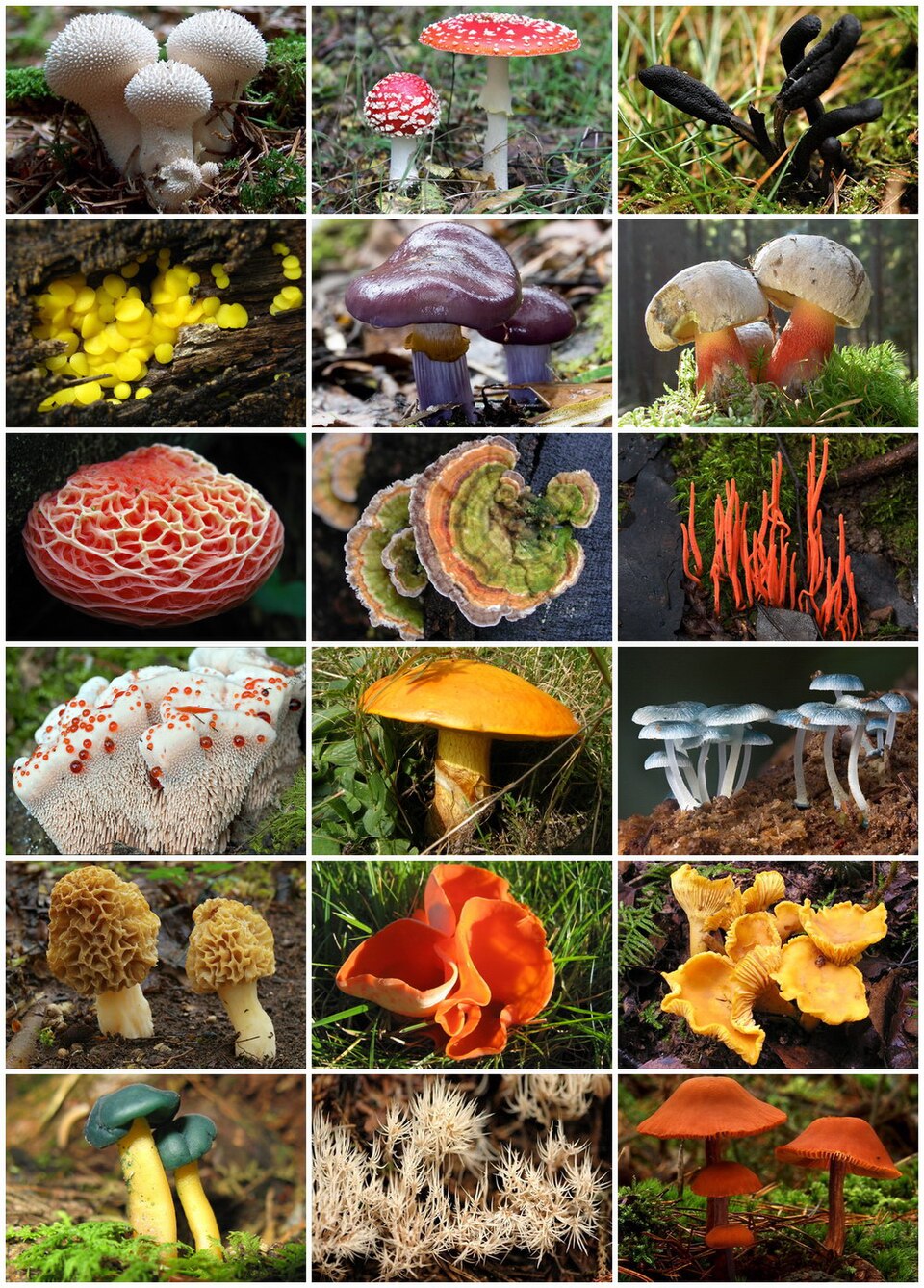 Amanita calida