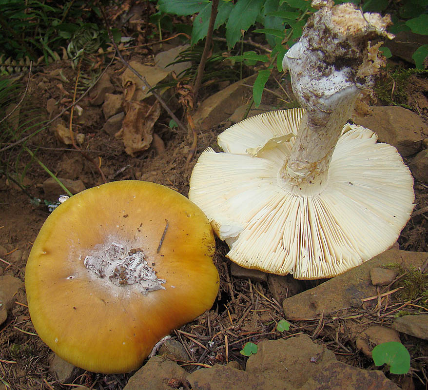 Amanita calyptrata — photo